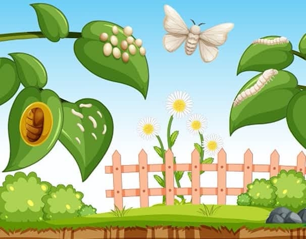 بسته پرورش کرم ابریشم